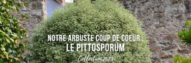 Notre arbuste coup de coeur : le PITTOSPORUM - Collection 2023