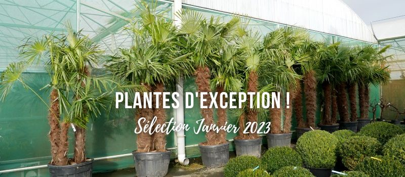 Plantes d'exception - sélection janvier 2023