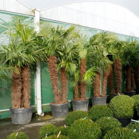 Plantes d'exception - sélection janvier 2023