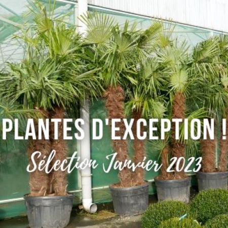 Plantes d'exception - sélection janvier 2023