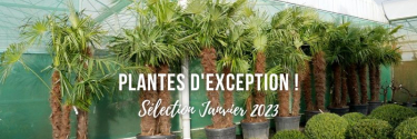 Plantes d'exception - sélection janvier 2023