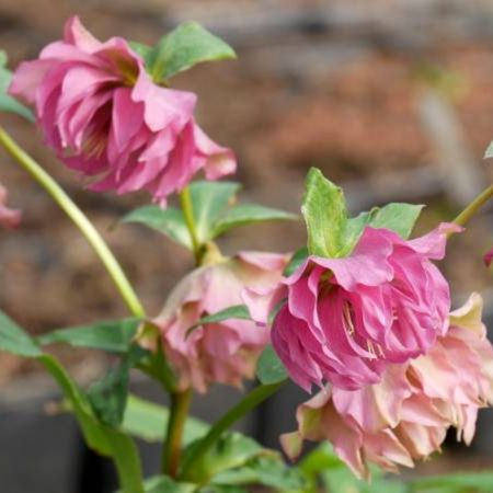 Andel - Marché Régional aux Plantes - dimanche 19 mars 2023