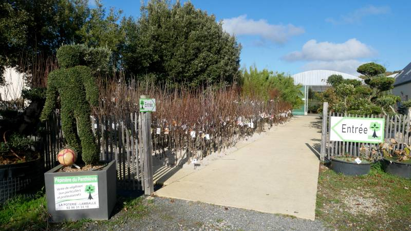 Arbres fruitiers en racines nues