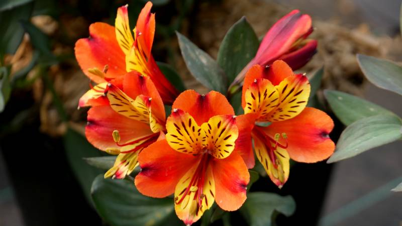 Congés d'été annuels
