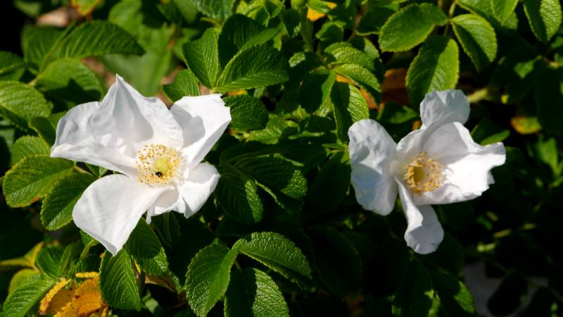 Congés d'été annuels